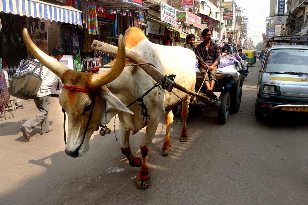 Nehru Bazar buffalo cart New Delhi