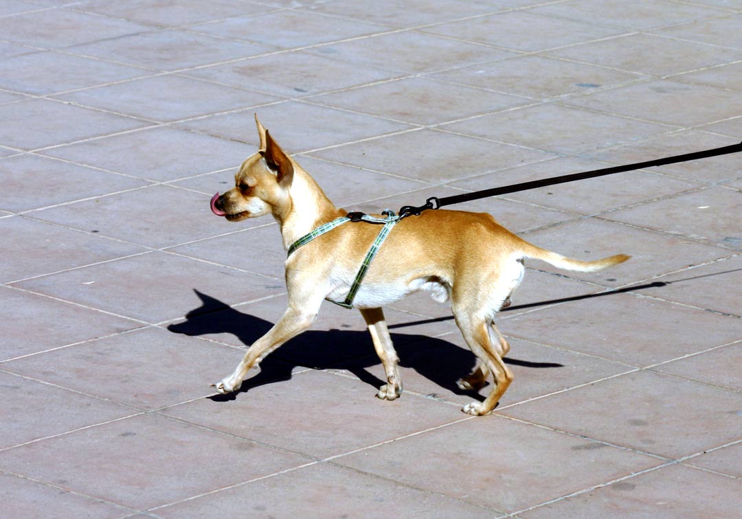 07 Dog-copmp