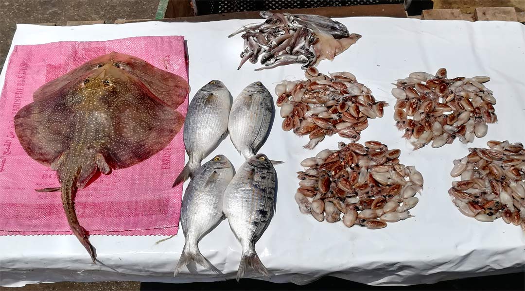 Fresh catch at Essaouira